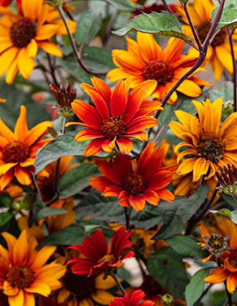 ヘリオプシス ブリーディングハーツ - ACID NATURE 乙庭