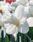 画像1: ナルキッスス　ウォッチアップ(2球植え) (1)