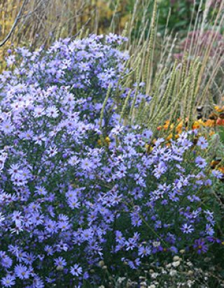 乙苗 - ACID NATURE 乙庭 (Page 1)