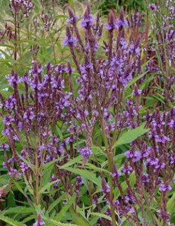 薩摩焼 草花文バックル U6334 添える