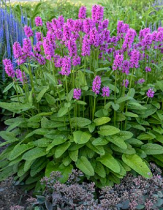 乙苗 - ACID NATURE 乙庭 (Page 3)