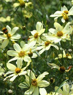 40㎝ White ♫お庭のアクセントに〜♫ 楽天市場】庭 タイル 置くだけ 敷石 平板 敷石 グリジオクォーツ 2枚