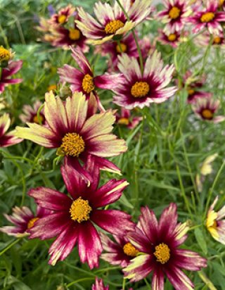 乙苗 - ACID NATURE 乙庭 (Page 2)