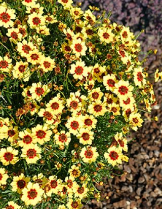 乙苗 - ACID NATURE 乙庭 (Page 1)