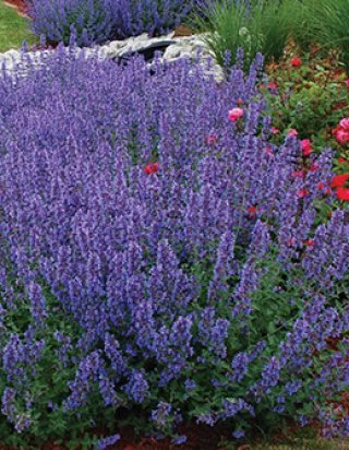 全商品 - ACID NATURE 乙庭 (Page 7)