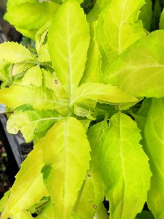 樹木 - ACID NATURE 乙庭