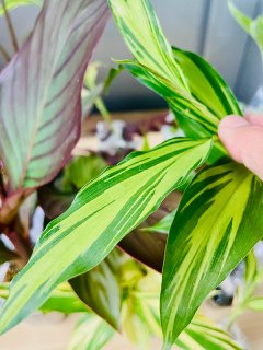 植物学名 U-Z - ACID NATURE 乙庭