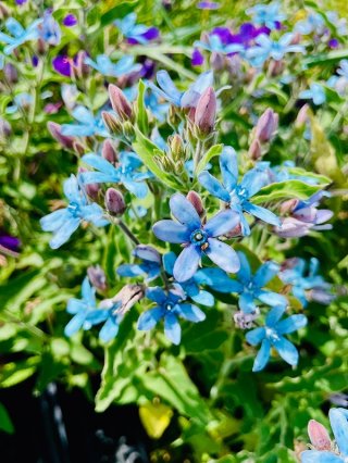 乙苗 - ACID NATURE 乙庭 (Page 3)