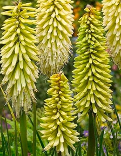 アントニーニ　 　　花 Trixi® Who Knew Orleans 26 | Lucas Greenhouses