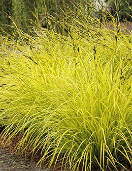 カレックス エラータ オーレア - ACID NATURE 乙庭