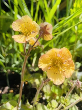 乙苗 - ACID NATURE 乙庭 (Page 3)