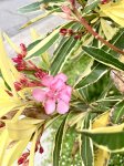 画像2: ネリウム　(＝キョウチクトウ)　バリエガツム (6号 大苗) (2)