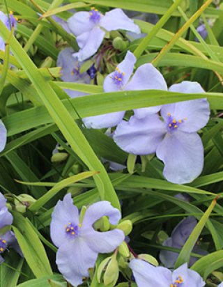 乙苗 - ACID NATURE 乙庭 (Page 3)