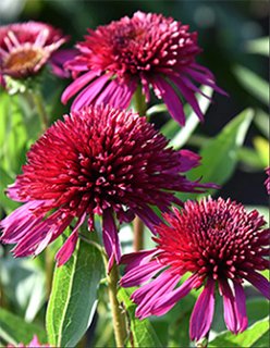 BioAroma Echinacea ( エキナケア ) エキナセア：パープレア3号ポット2株セット の通販 | 園芸ネット