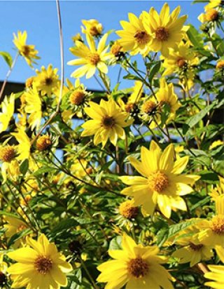 草乙 2E55BD21-F7D9-4665-99CF-