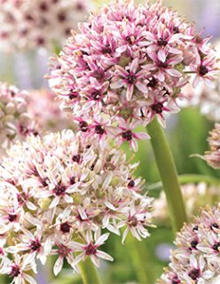 アガパンサス ブラックマジック (4号) - ACID NATURE 乙庭