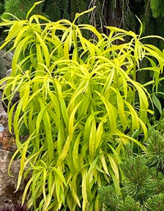 全商品 - ACID NATURE 乙庭 (Page 6)