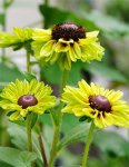 画像2: ルドベキア　エンチャンテッドフォレスト (2)