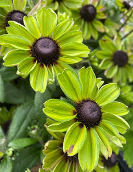 ルドベキア エンチャンテッドフォレスト - ACID NATURE 乙庭