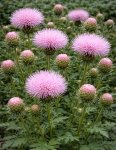 画像1: キルシウム ジャポニクム (=ノアザミ)  ピンクビューティー (1)