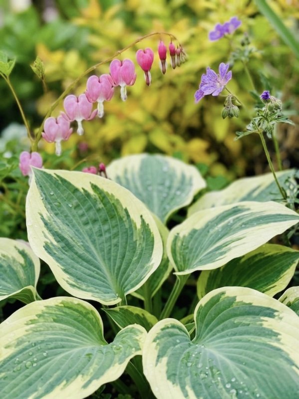 画像1: ホスタ　ブルーアイボリー (1)