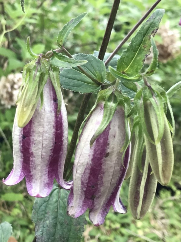 画像2: カンパニュラ プンクタータ（＝ホタルブクロ）青絞り (2)