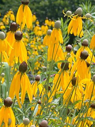 全商品 - ACID NATURE 乙庭 (Page 6)