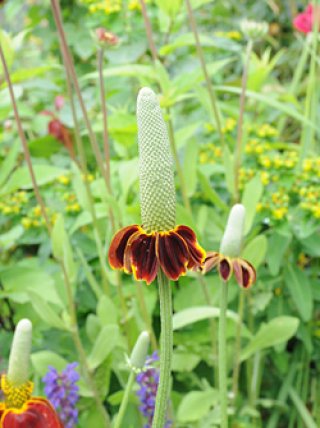 全商品 - ACID NATURE 乙庭 (Page 8)