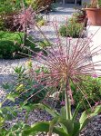画像2: アリウム　シューベルティ　(4号 1球植え) (2)