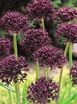 画像3: アリウム　アトロプルプレウム (1球植え) (3)