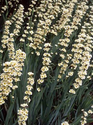 乙苗 - ACID NATURE 乙庭 (Page 6)