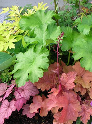 植物学名 D - ACID NATURE 乙庭