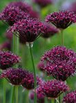 画像1: アリウム　アトロプルプレウム (1球植え) (1)