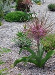 画像3: アリウム　シューベルティ　(4号 1球植え) (3)