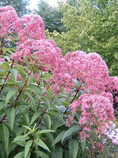 全商品 - ACID NATURE 乙庭 (Page 6)