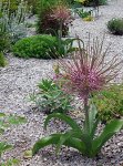 画像1: アリウム　シューベルティ　(4号 1球植え) (1)
