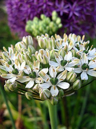 全商品 - ACID NATURE 乙庭