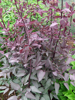 画像1: クレマチス レクタ プルプレア (1)