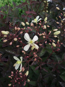 画像2: クレマチス レクタ プルプレア (2)