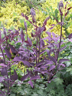 画像3: クレマチス レクタ プルプレア (3)