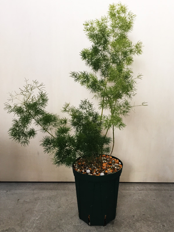 少しレア 観葉植物 アスパラガス マコワニー ミリオクラダス 歓喜ね 少しレア 観葉植物 アスパラガス マコワニー ミリオクラダス 歓喜ね