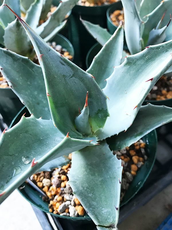 Agave ovatifolia アガベ・オバティフォリア