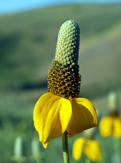 画像3: ラティビダ ピンナータ (3)