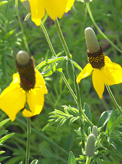 画像4: ラティビダ ピンナータ (4)